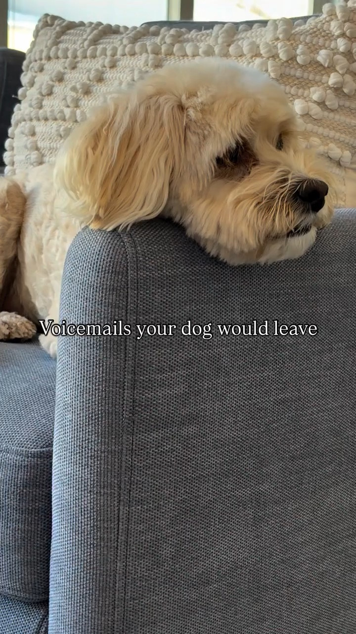 Would you agree with these? 🐶

Accent chairs and throw pillows are HomeGoods, similar ones linked 
.
.
.
.
#dogreels #dogmomprobs #velcrodog #funnydog #doghumor

#LTKdayinmylife #LTKHome