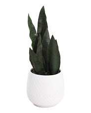 Snake Plant In Diamond Pot | TJ Maxx