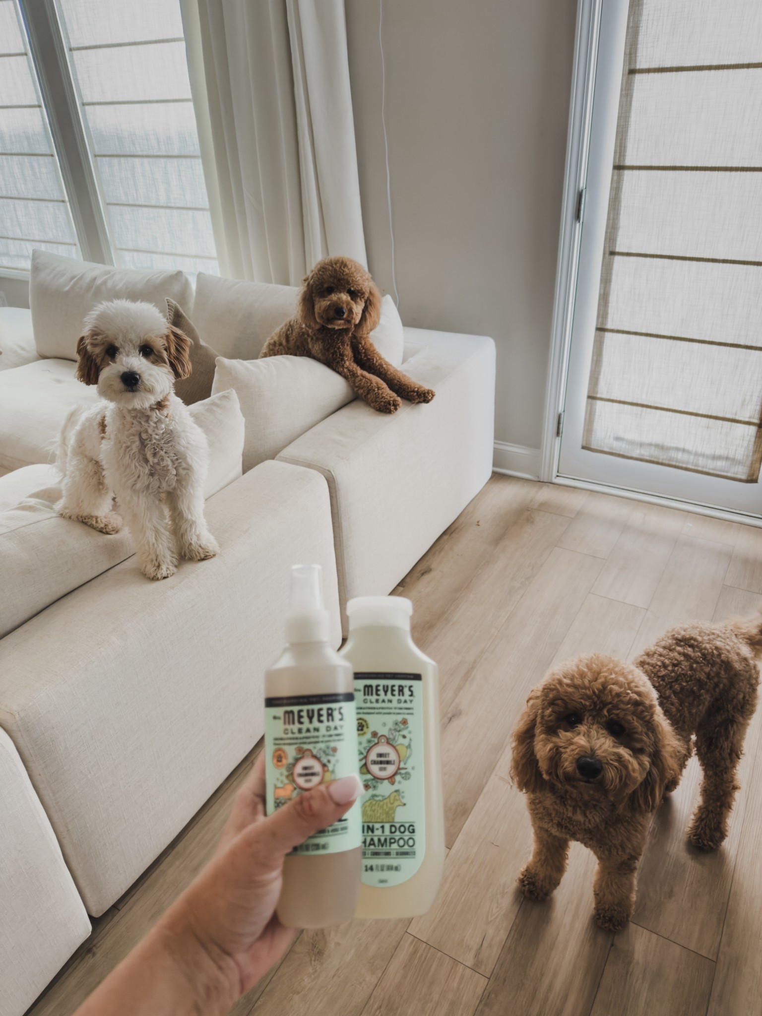 I usually take my three goldendoodles to the groomer, but this has been perfect for the in between 🫶🏼

I’ve been using the Mrs. Meyer’s Clean Day 3 in 1 Dog Shampoo and the Dog Deodorizing Spray in Sweet Chamomile. The shampoo cleans, conditions, and deodorizes in one step (which makes quick baths so much easier), and the spray is my go-to for a fast refresh after they’ve been outside.

They come in other scents too, but this one is such an easy everyday favorite.

#LTKSaleAlert #LTKselfcare #LTKdayinmylife