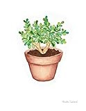 Succulent art print. Cactus watercolor painting. Botanical illustration. | Amazon (US)