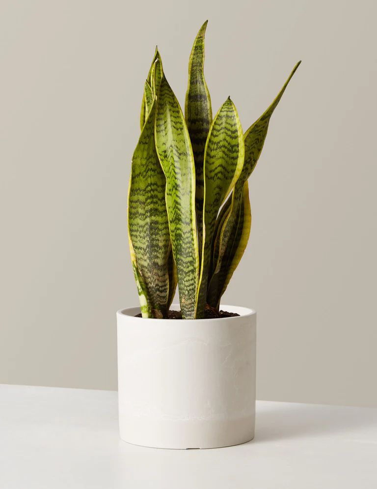Snake Plant Laurentii | The Sill