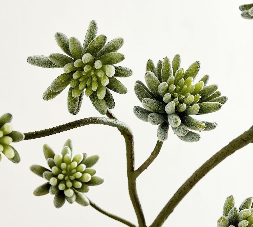 Faux Flowering Succulent Branch | Pottery Barn (US)