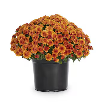 Lowe's Orange Mum in 3-Quart Pot | Lowe's