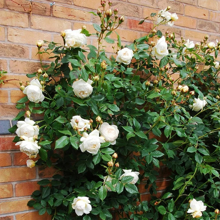 Heirloom Roses David Claire Austin Live Shrub | Walmart (US)