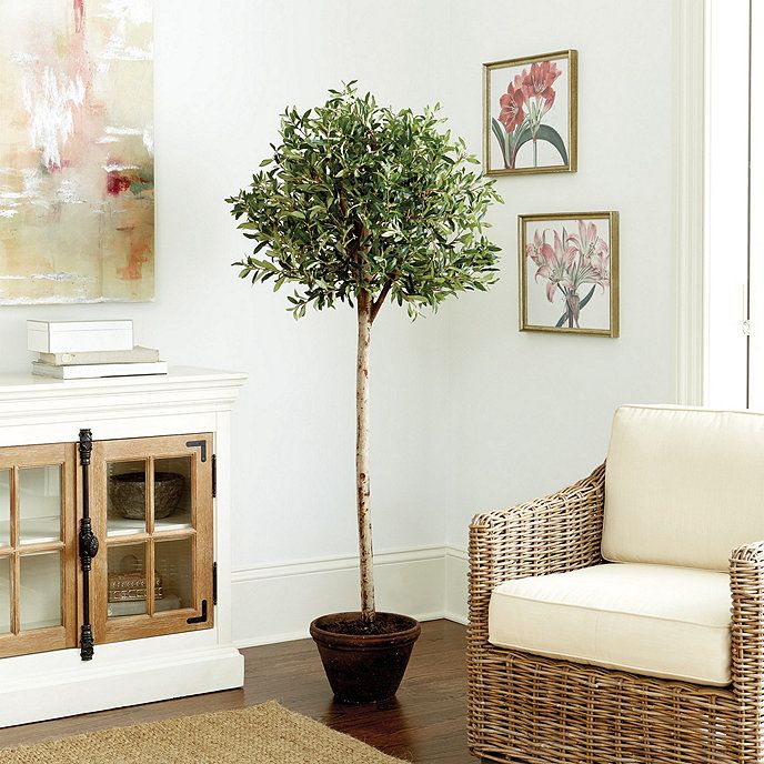 Olive Tree | Ballard Designs, Inc.