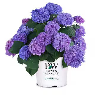 PROVEN WINNERS 2 Gal. Let's Dance Rhythmic Blue Hydrangea Shrub with Blue and Pink Flowers 14439 ... | The Home Depot