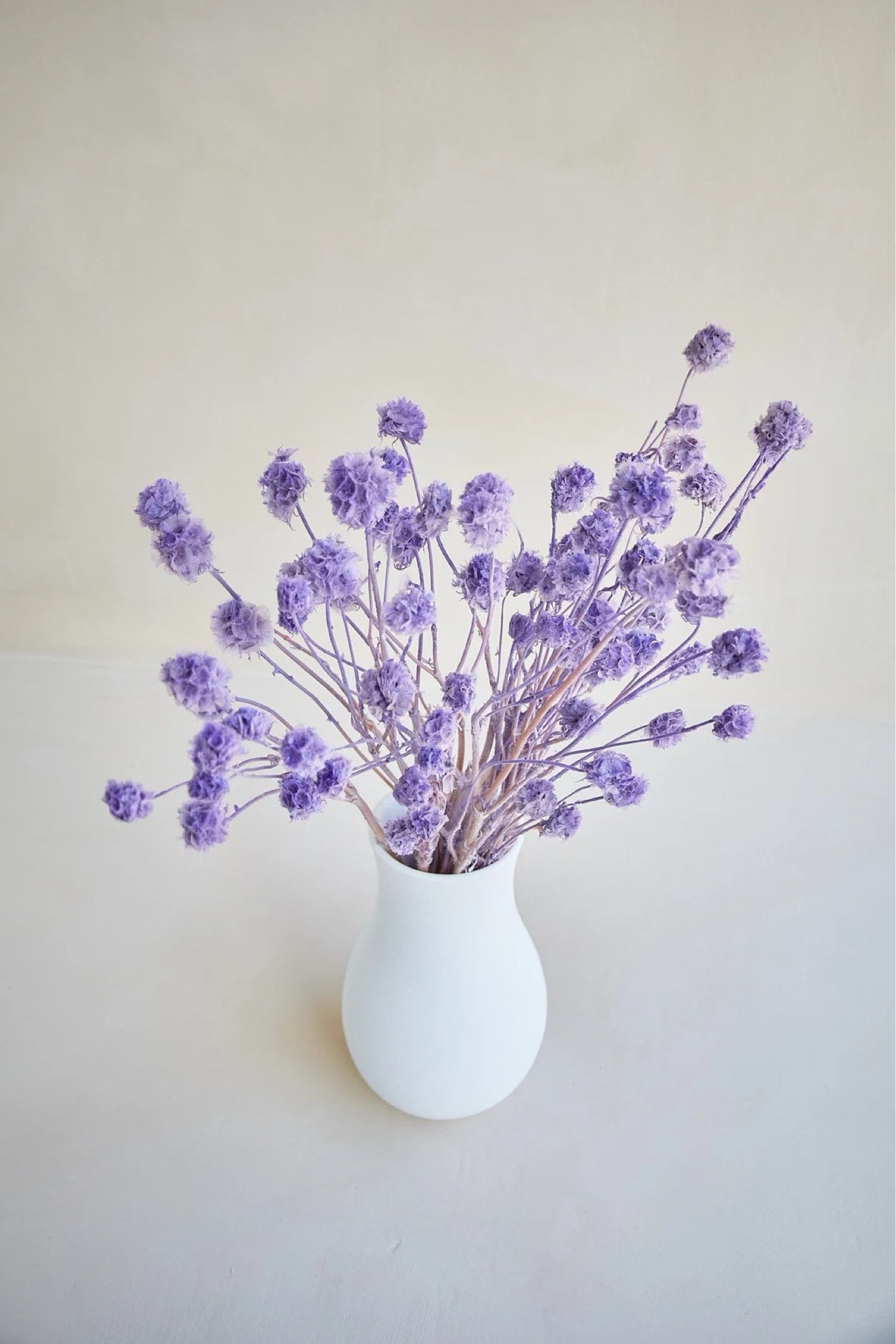 Playful and eye-catching, these preserved scabiosa stems add the perfect pop of color with their unique, lollipop-like shape. Whether styled on their own in a vase or mixed into a dried arrangement, they instantly brighten any space with texture and charm. Available in a range of vibrant hues, this long-lasting bunch is an easy way to elevate your decor or create your own custom centerpiece. #ltkhome #ltkdecor #driedflowers #colorpop #homestyling #bohodecor #cozyhome #sustainablestyle #floraldesign

#LTKSeasonal #LTKWedding #LTKHome