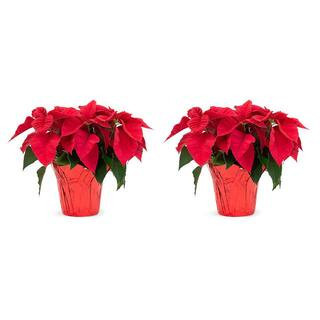 2 Qt. Poinsettia Plant Red Flower in 6.5 in. Grower's Pot w/ Red Pot Cover (2-Pack) | The Home Depot