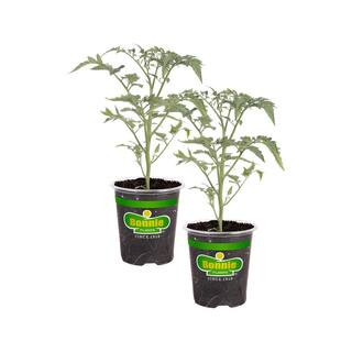19 oz. Early Girl Tomato Plant (2-Pack) | The Home Depot