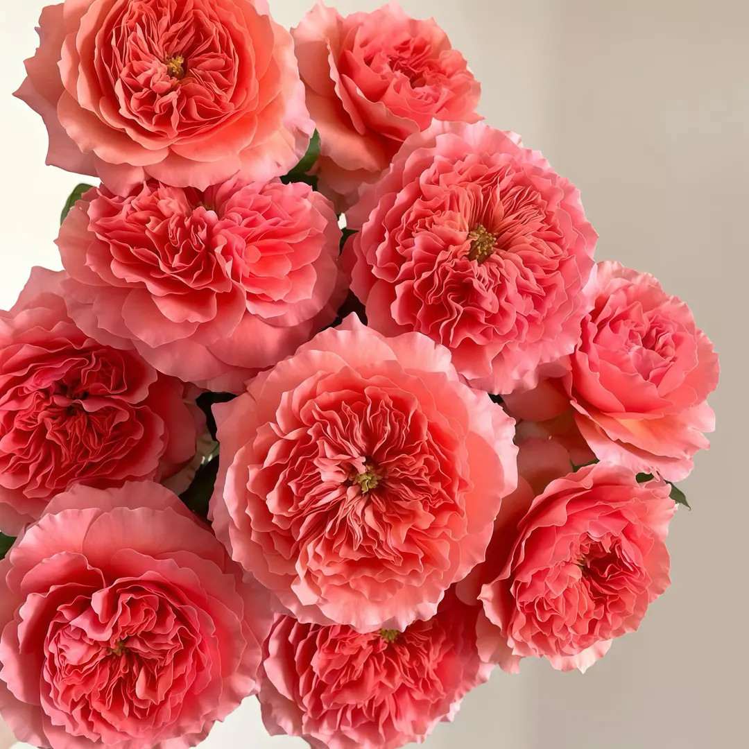 Morgan lot 麦芽糖 | Etsy (US)