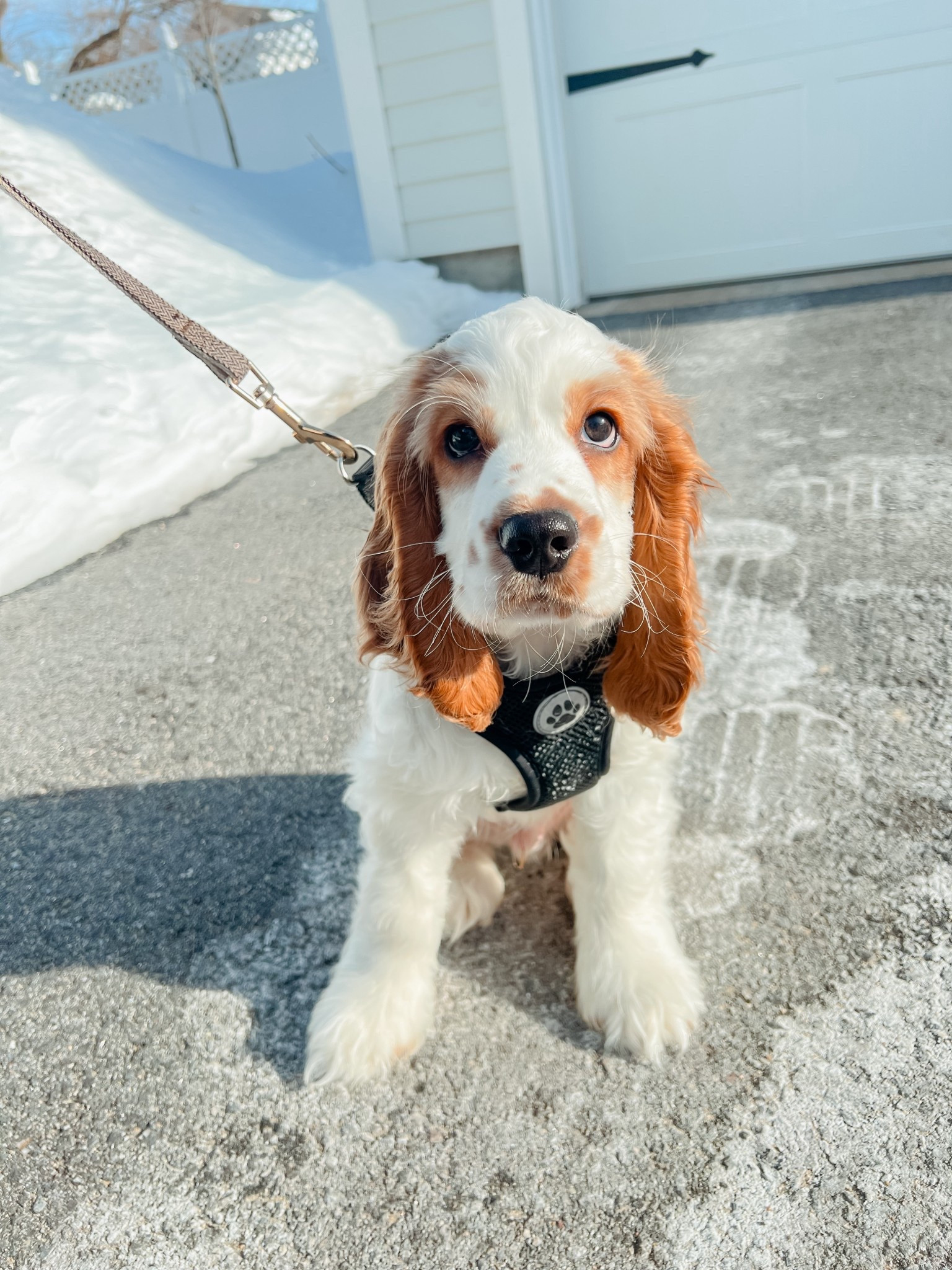 cutest harness !! also attached his collar and matching leash 🐾

-size small in harness
-size small in collar / leash set

#LTKmorningroutine #LTKootd #LTKdayinmylife