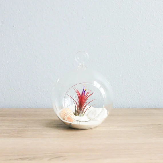 Hanging Air Plant Terrarium  Wonderful Beachy Globe Hanging - Etsy | Etsy (US)