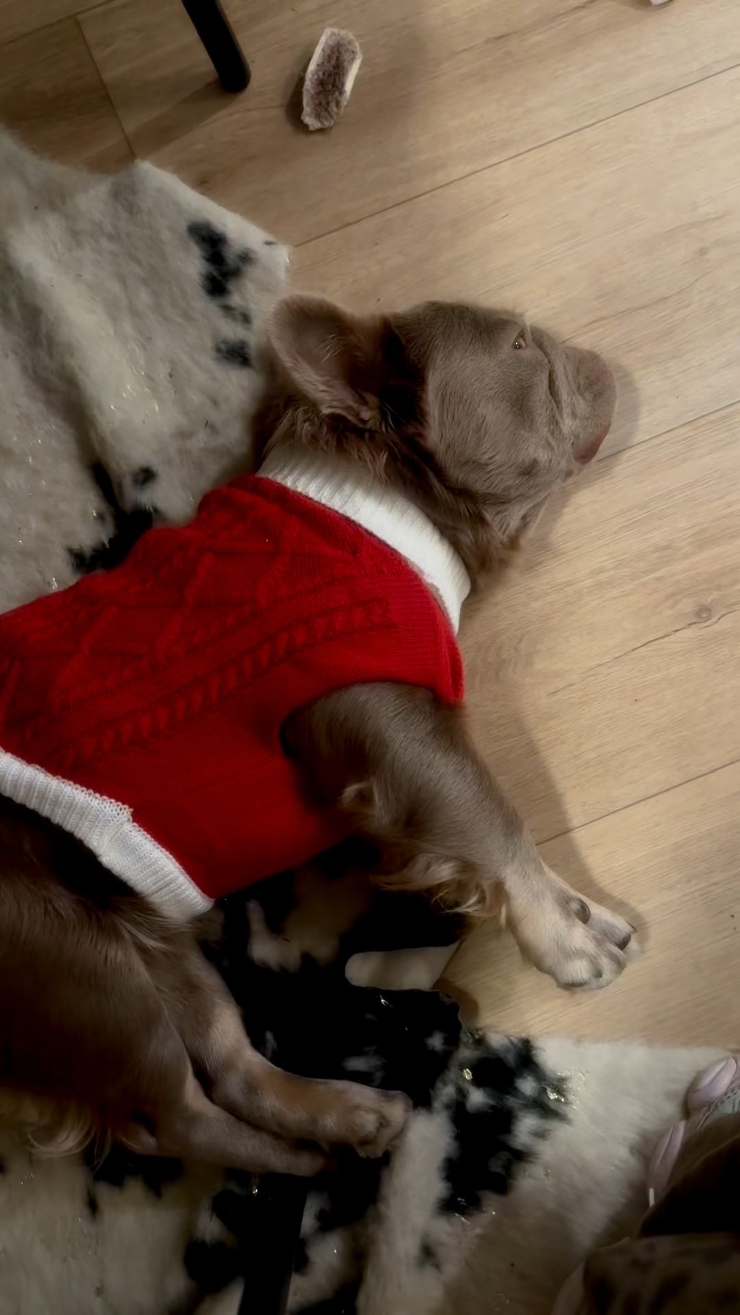 He’s in that little red sweater and my brain simply cannot regulate. ❤️🤍 #frenchieclothes #frenchbulldog #petclothes #ltkpets 

#LTKHoliday #LTKSeasonal