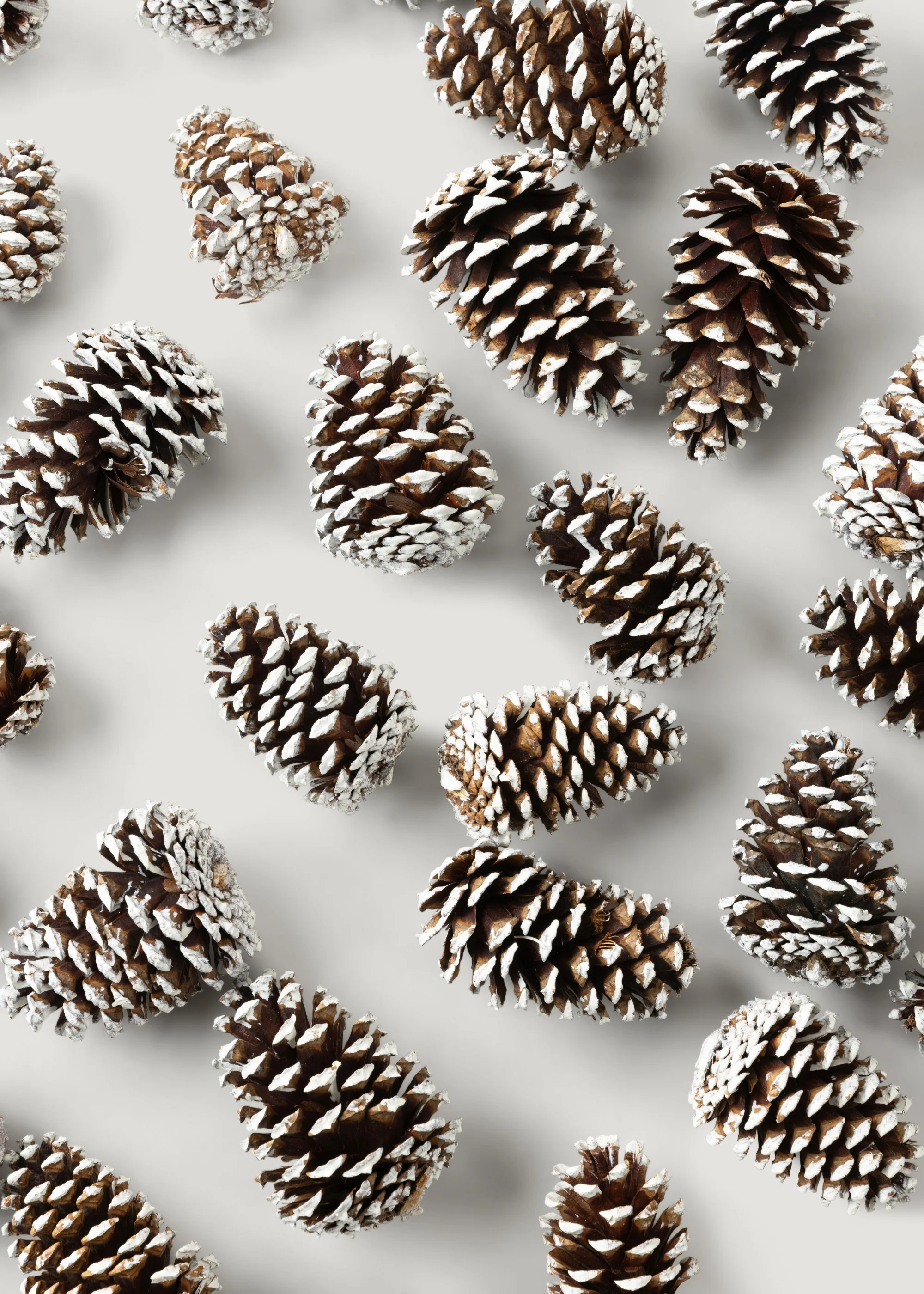 White Tipped Pine Cone Natural Pine Cones Box of 100 - 3-4 | Afloral