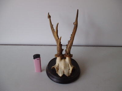 Antique German Roe Deer 1930 Antler Wood Base Black  | eBay | eBay US