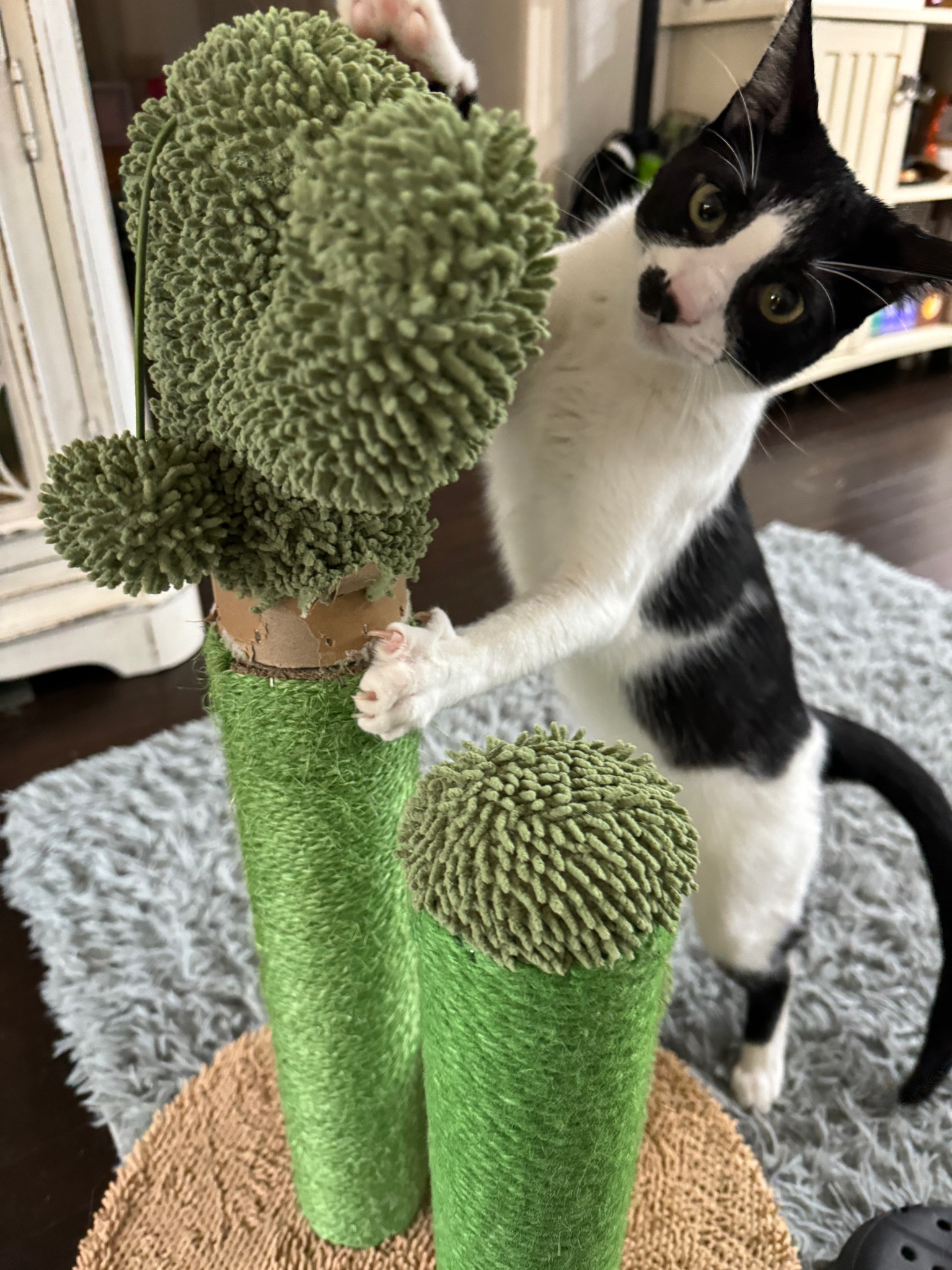 My cats are obsessed with this cactus cat scratching post!

#LTKGiftGuide #LTKHome #LTKFindsUnder50