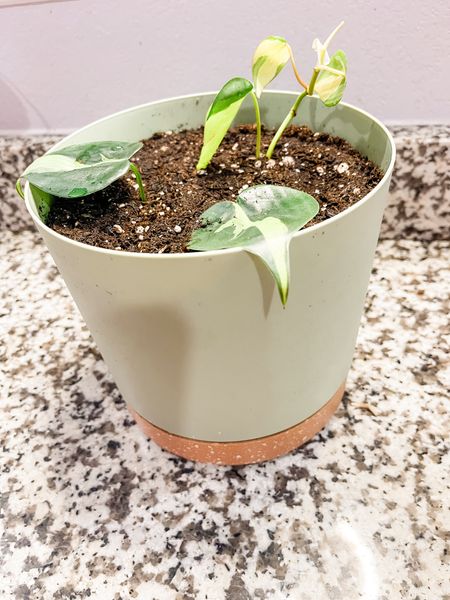 Self Watering 6 Inch Planter

** make sure to click FOLLOW ⬆️⬆️⬆️ so you never miss a post ❤️❤️

📱➡️ simplylauradee.com

home decor | affordable home decor | cozy throw blanket | home finds | cozy home | welcome | home gadgets | cleaning | front porch | kitchen finds | kitchen gadgets | kitchen must haves | organization | kitchen organization | kitchen essentials | farmhouse | work from home | family friendly | target | target finds | target home | walmart | walmart finds | walmart home | amazon | found it on amazon | amazon finds | amazon home

#LTKhome #LTKmidsize #LTKSeasonal