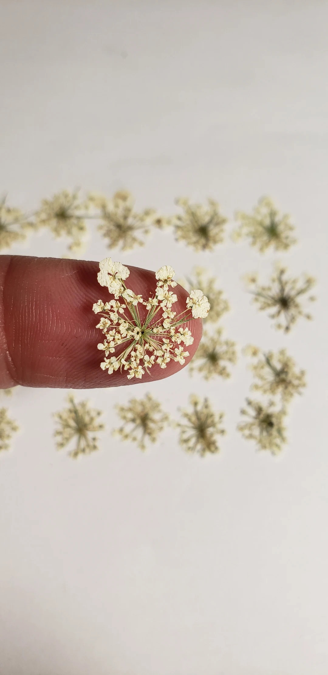 Pressed Queen Anne's Lace Flower, 40 Tiny Pieces - Etsy | Etsy (Global)