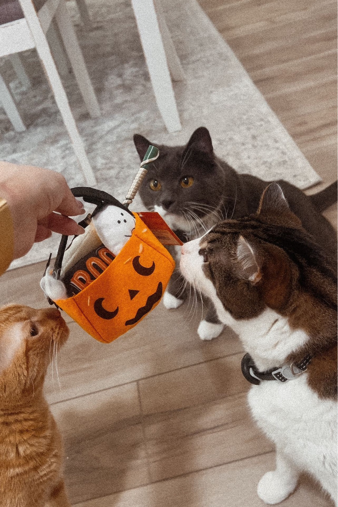This was a need. #catboobasket from @target 🐱🖤 Comment SHOP below to receive a DM with the link to shop this post on my LTK ⬇ https://liketk.it/4Ucy0
•
•
•
#boobasket #halloween2024 #catbasket #cat #spookyseason #halloween #catmom #catlover #catlife #catholic #cats #catsoninstagram #catsofig #trendingreels #trending #explorepage #target #targetfind #targetdoesitagain #halloween #cathalloween #halloweencat #catsofinstagram