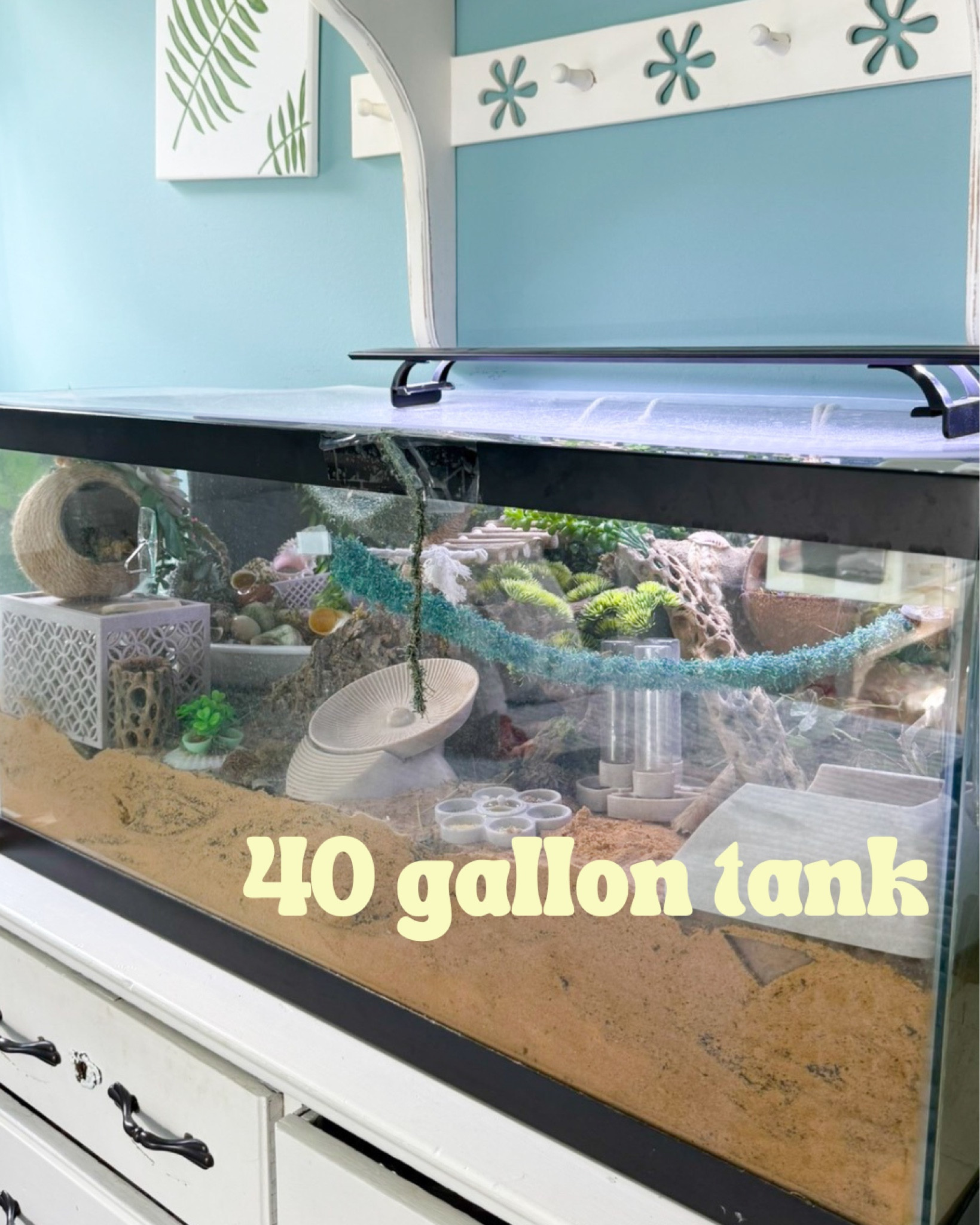 40 gallon hermit crab tank
