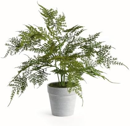 NAPA Home & Garden, PLUMOSA Fern Drop-in 13" | Amazon (US)