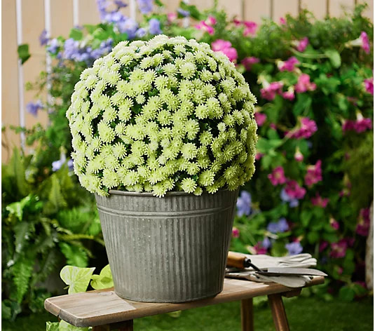 Wicker Park Single 16" Faux Mum Indoor/Outdoor Garden Sphere - QVC.com | QVC