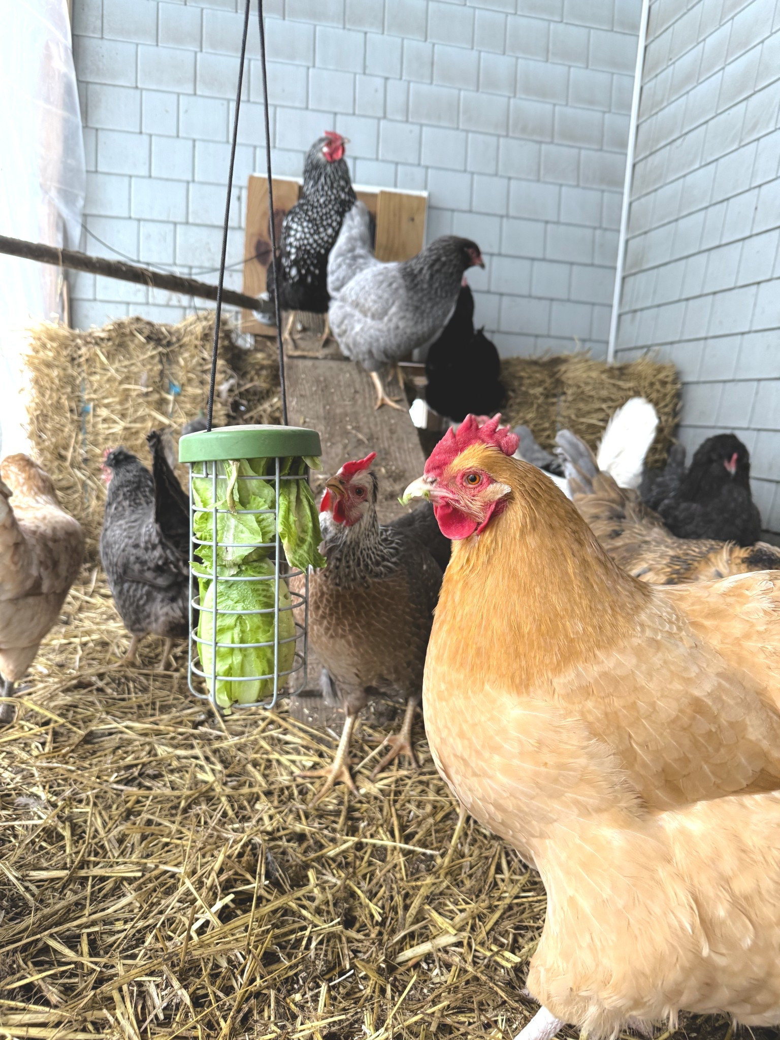 The best boredom busters for your chickens 🐓 