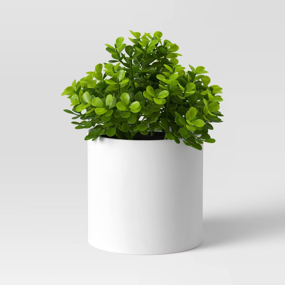Boxwood Plant - Threshold | Target