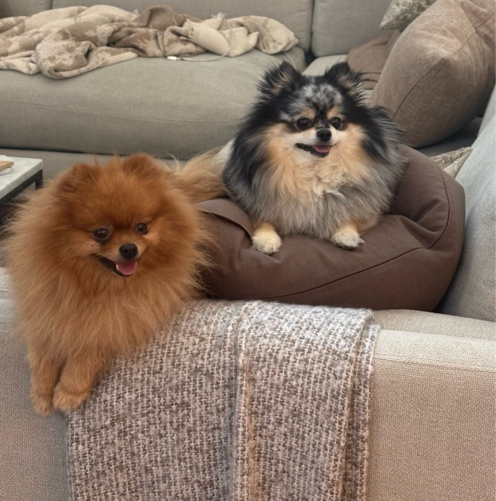 After losing her husband, my mom is looking for wonderful forever homes for several of her beloved purebred Pomeranians (ages 4–6). No cost—just the right homes. Las Vegas or willing to travel. DM me. 🐶💕

Obviously, we are not selling the dogs. This was just a useful link in case anybody in the Las Vegas or nearby area is interested