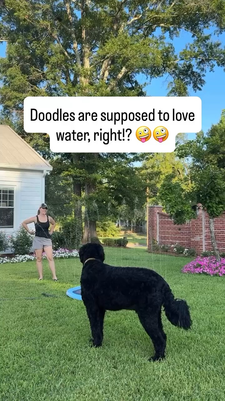 Dogs are supposed to have fun too! Jax loves this splash pad! 

Amazon, Amazon finds, pet finds, splash pad, games, games for kids, activities for kids, summer, summer splash pad

#LTKdayinmylife #LTKSeasonal #LTKActive