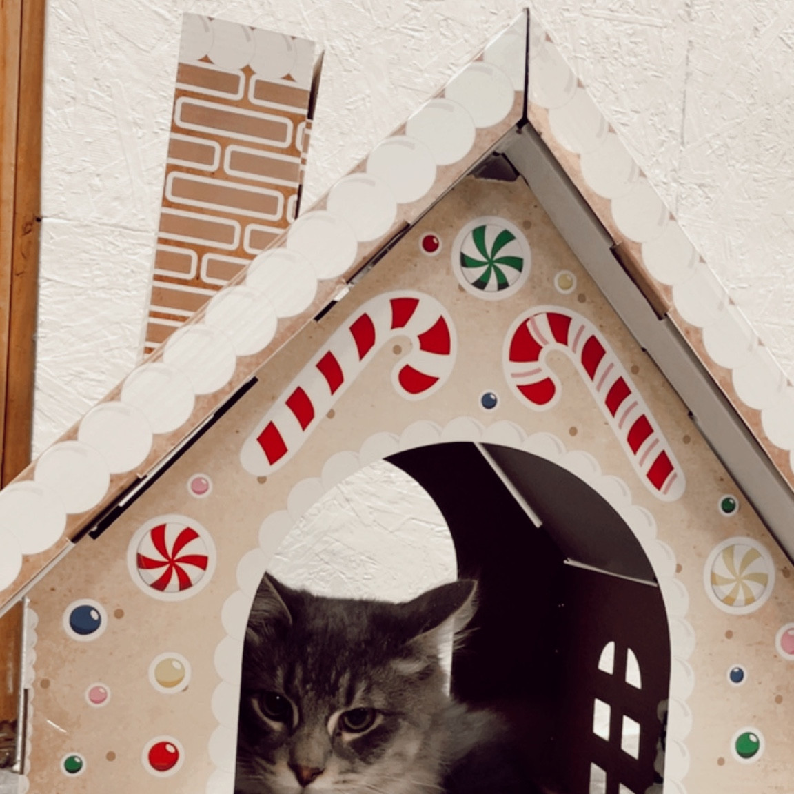 Kitty Christmas gifts! 🐈‍⬛