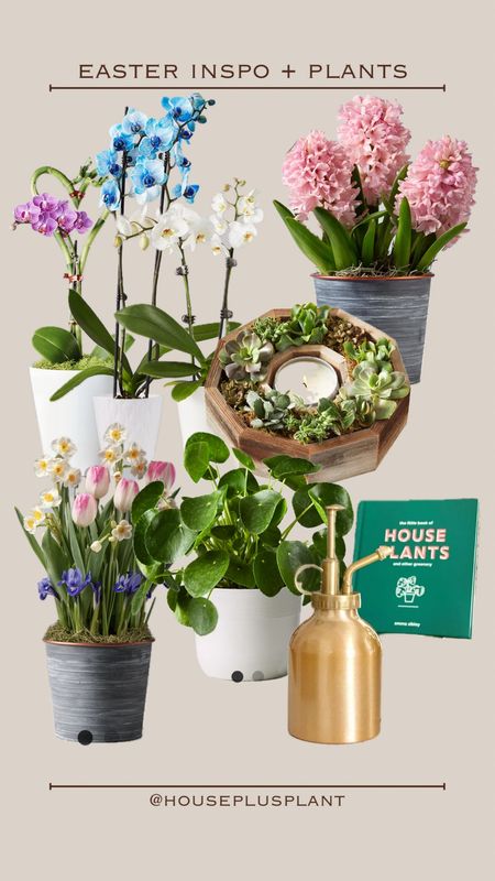 A little #Easter inspo 🐰🌷🪴#plants #houseplant #succulents #orchids 

#LTKSpringSale #LTKfindsunder50 #LTKSeasonal