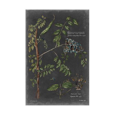 Vintage Botanical Chart VII Print Wall Art By Vision Studio | Walmart (US)
