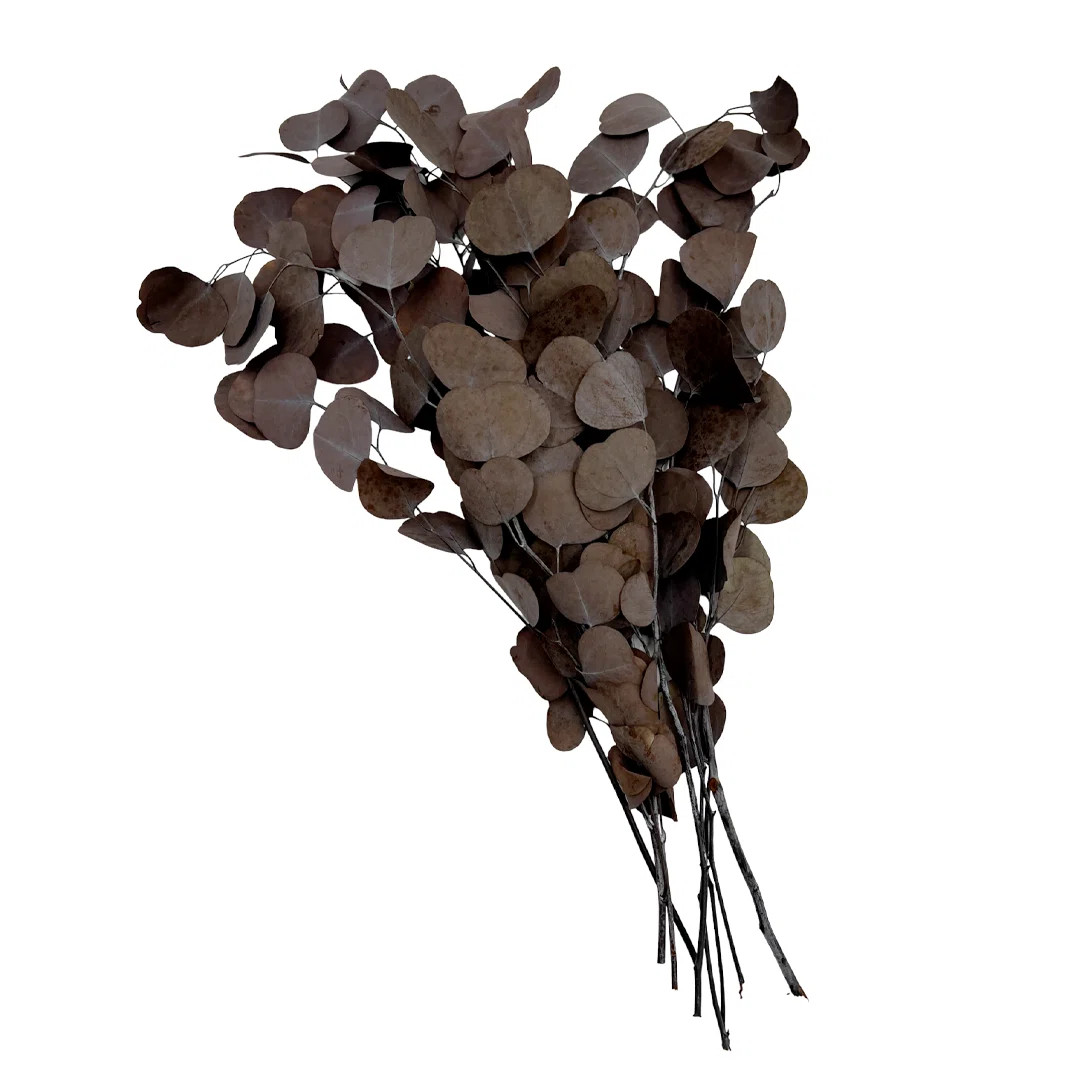 Primrue Bundle of 4 Dried Preserved Silver Dollar Eucalyptus Bouquets | Wayfair | Wayfair North America