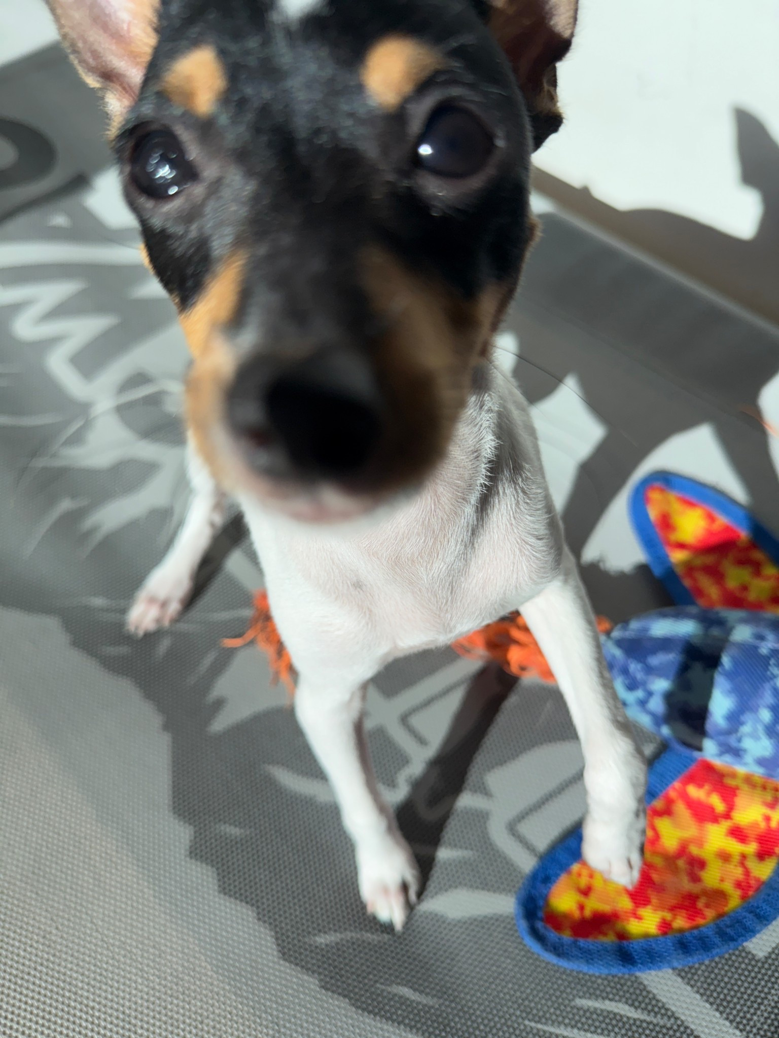 Tacho looks so tiny on Lulu’s bed! Linking some of my favorite dog toys and supplies that we use every day.


#LTKHome #LTKdayinmylife #LTKmomlife