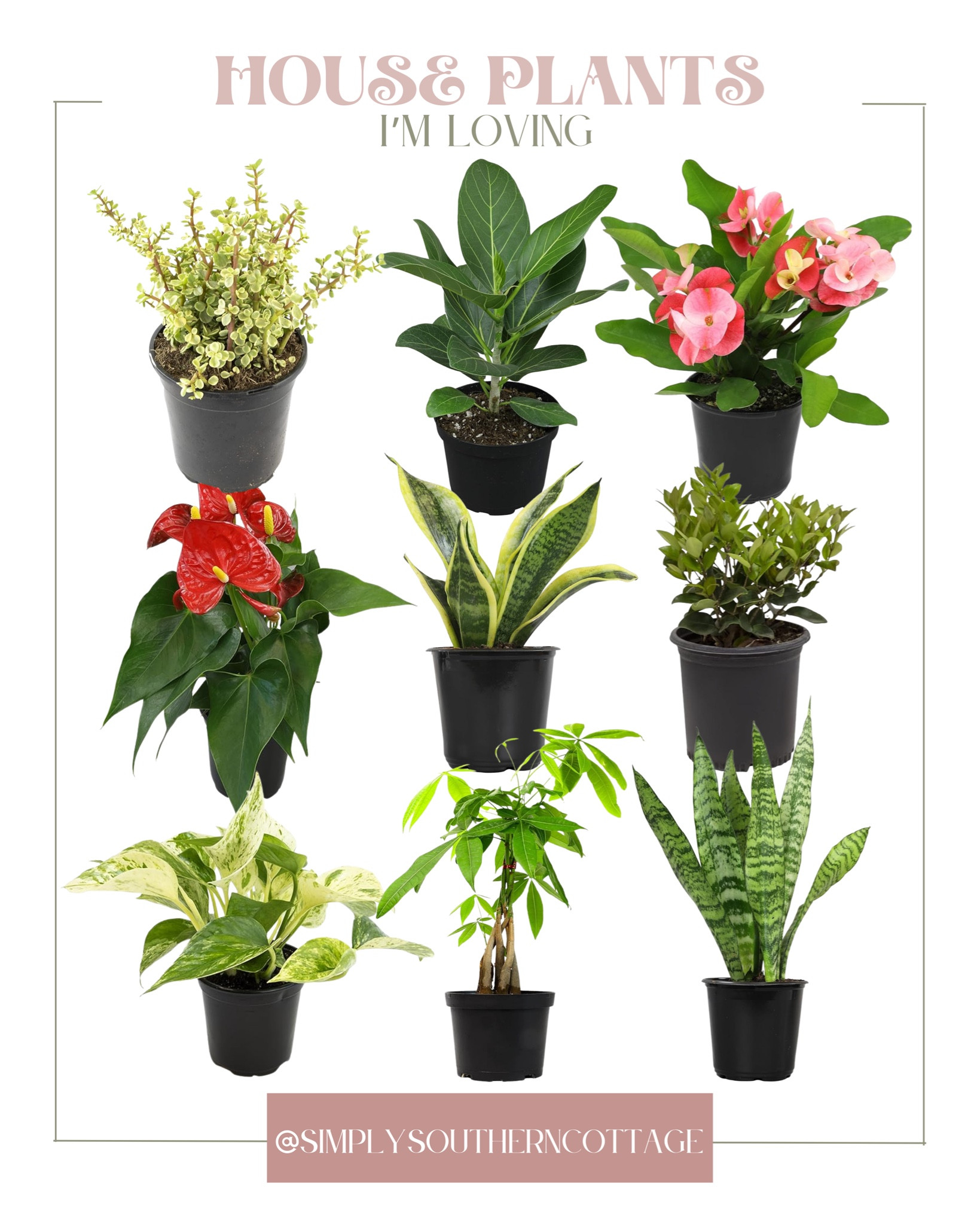 House plants I am loving!! 

House plants, plants, indoor plants, succulents, Amazon, Amazon finds, Amazon home, home finds, home



#LTKHome #LTKFindsUnder50