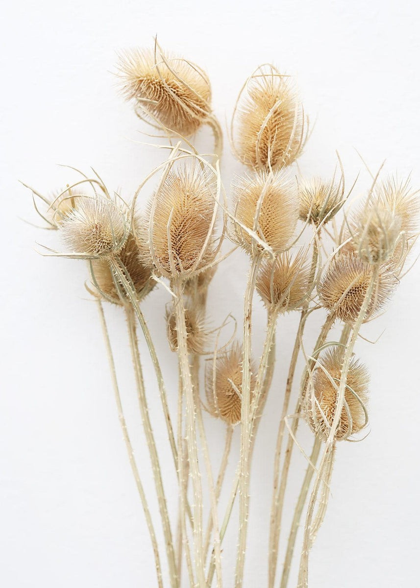 Bundle of 10 Dried Chardon Thistles - 18-24 | Afloral (US)