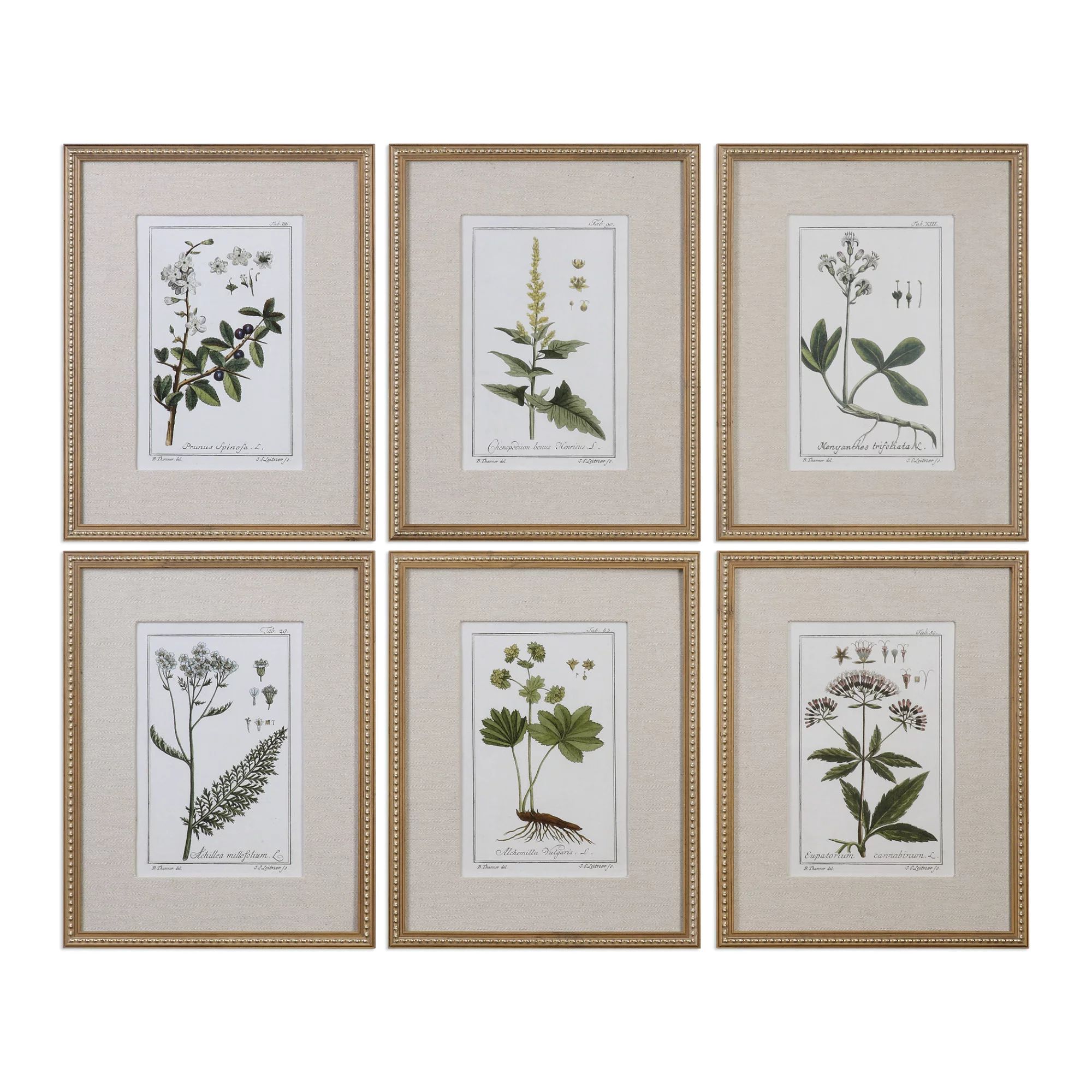 Uttermost 33651 Green Floral Botanical Study Six Piece Framed Print Set By Grace Feyock - | Walmart (US)