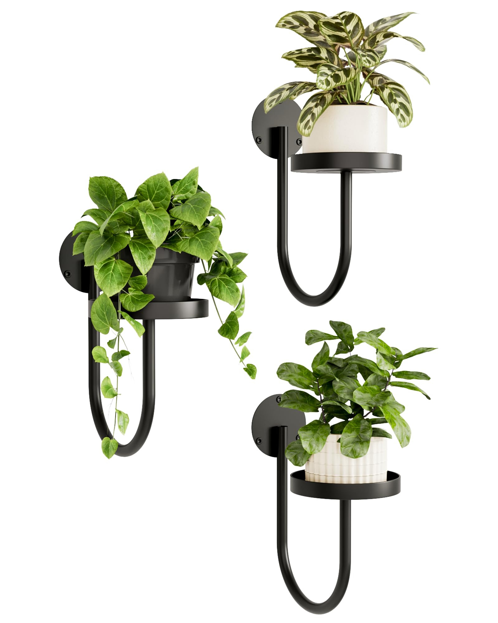 Bamworld Wall Plant Holder Wall Planters for Indoor Plants Plant Hanger Indoor Window Plant Shelv... | Amazon (US)