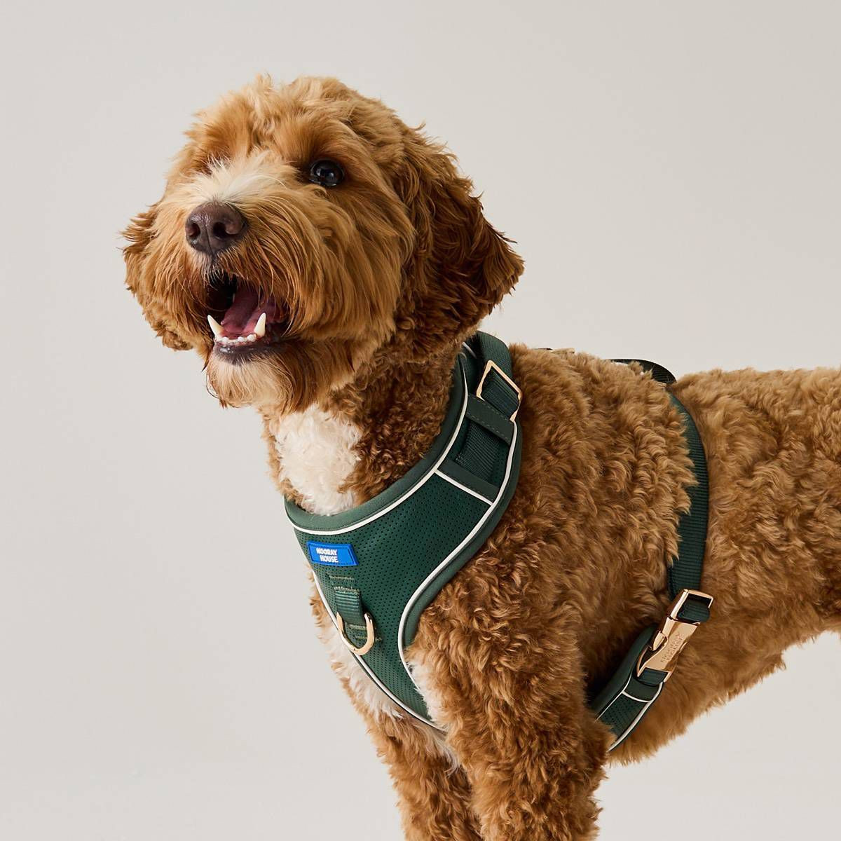 Hooray House Moto Vegan Leather Dog Harness - Green S | Target