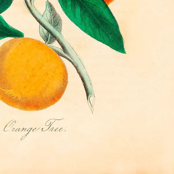 Orange Tree Botanical | Lindsay Letters, LLC