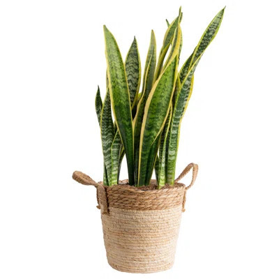 Costa Farms Indoor Snake Plant Sansevieria Grower's Choice House Plant in 9.84-inch Weave Basket | Wayfair North America