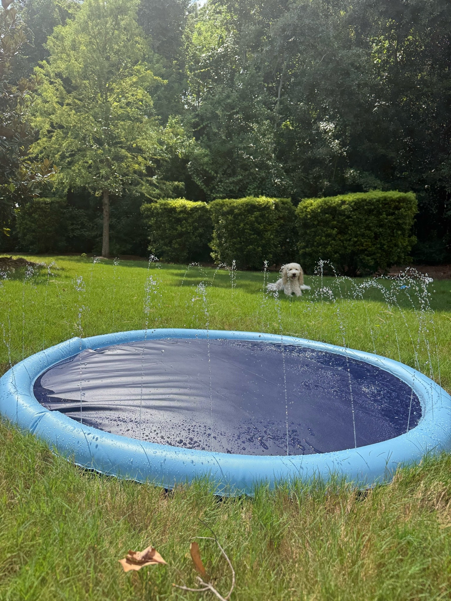 Doggie splash pad!!! Or for your kids ;)

#LTKSwim #LTKActive
