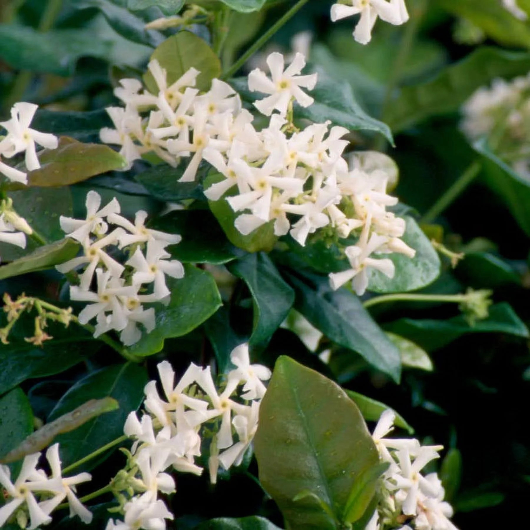 Star Jasmine 'Large Leaf' (2.5 Gallon) Aromatic White Blooming Evergreen Vine - Full Sun Live Out... | Walmart (US)