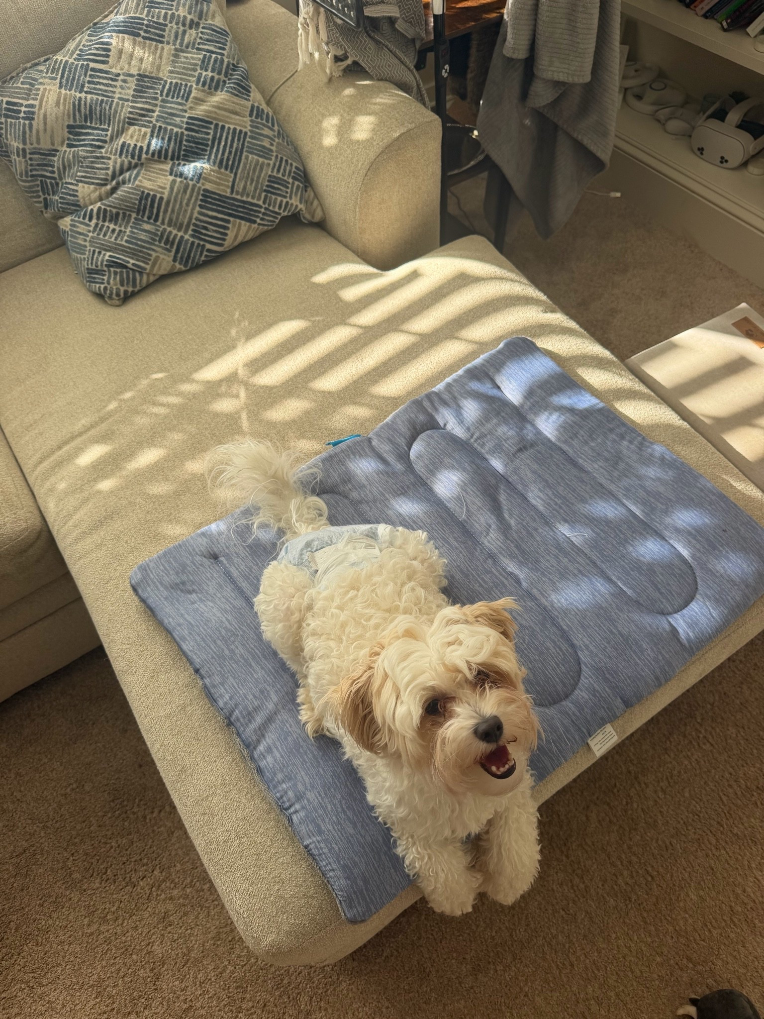 Puppy cooling mat 🥹