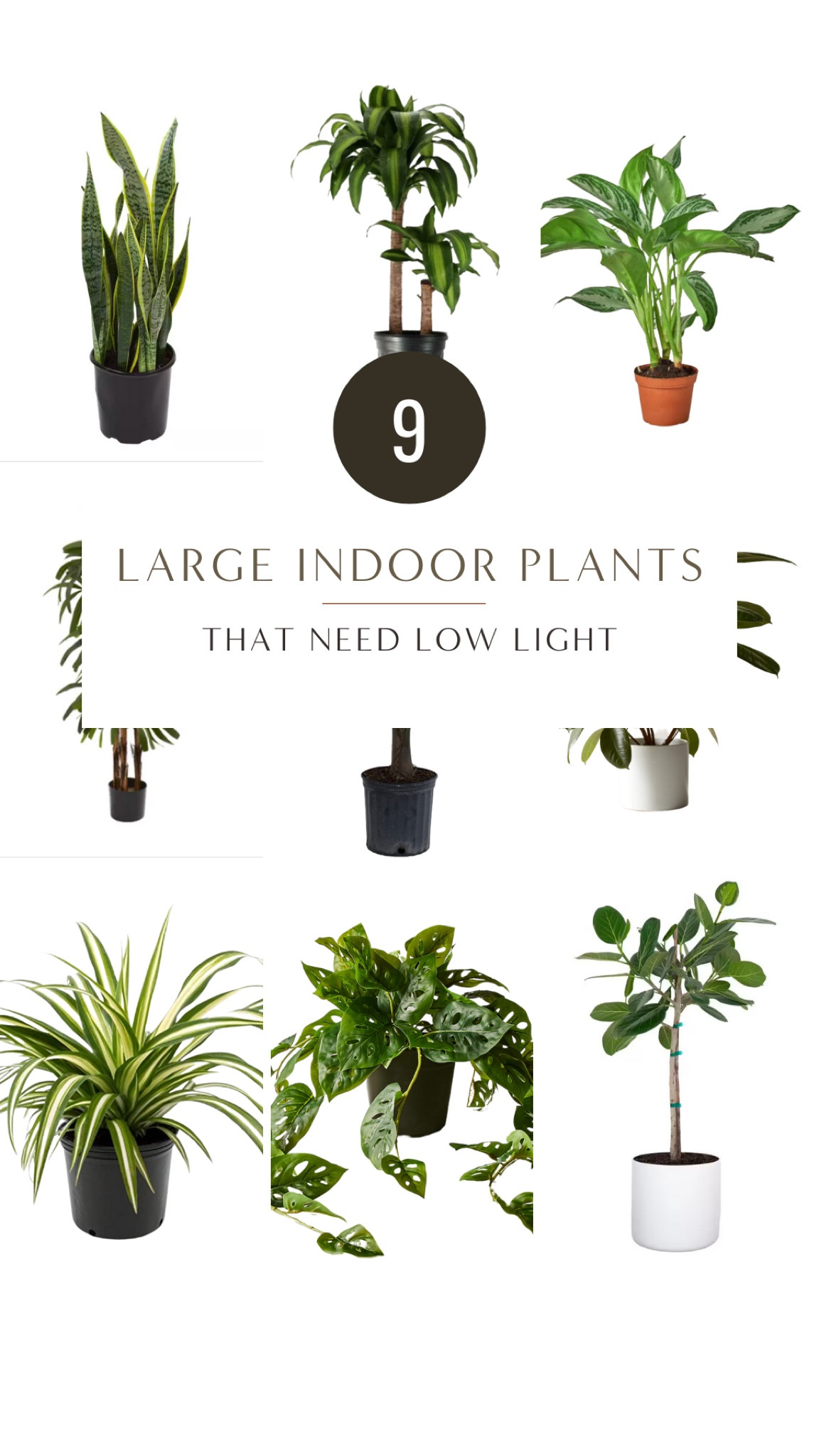 9 Large Indoor Plants that need Low Light #plants #plantdecor #indoorplants #homedecor 

#LTKFind #LTKstyletip #LTKhome
