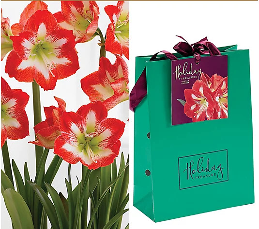 Van Zyverden Amaryllis Stargazer Bulb In Gift Bag - QVC.com | QVC