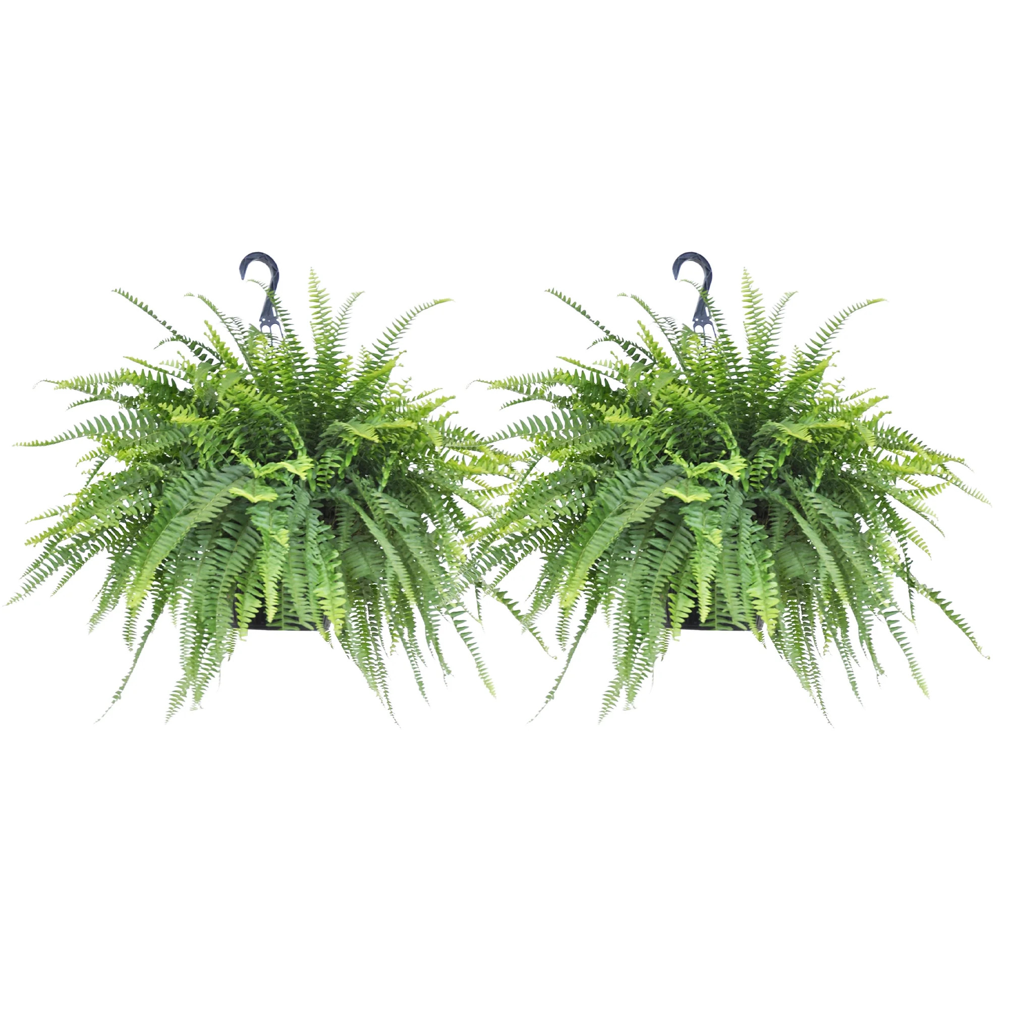 United Nursery 2-Pack Of Live Boston Fern Tropical Plants 24-28in Wide in 10in Hanging Basket | Walmart (US)