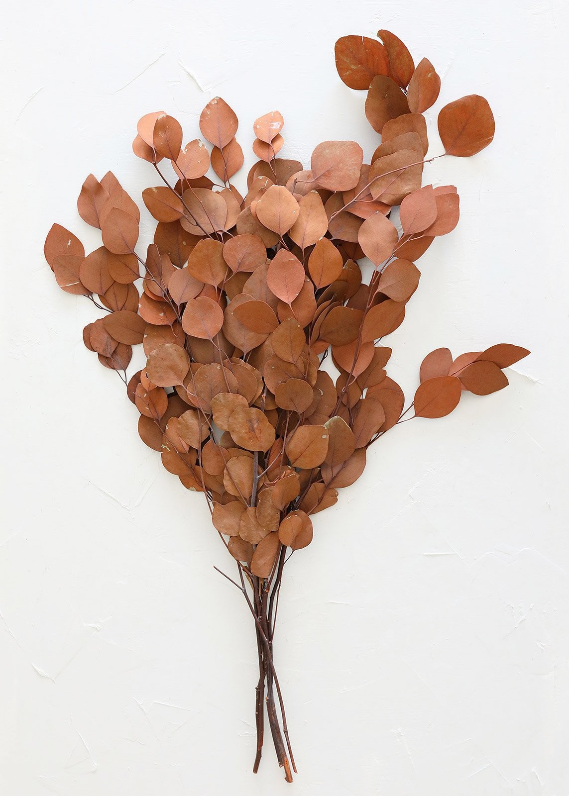 Terra Cotta Preserved Silver Dollar Eucalyptus - 24-30" Tall | Afloral (US)