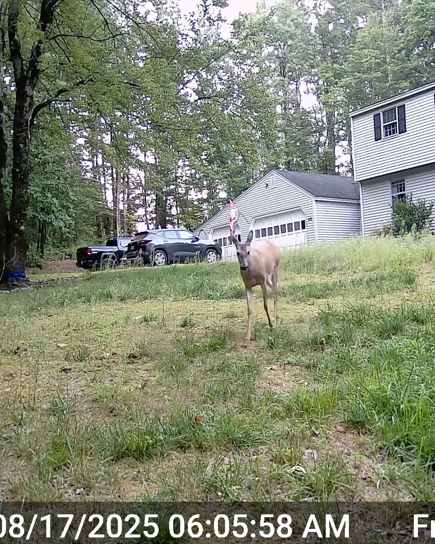 Catching all kinds of wildlife on our trail cams! Love that these don’t need a subscription but you can still look at the videos & photos from your phone. Also half off right now!

#LTKFallSale #LTKHome #LTKFindsUnder50